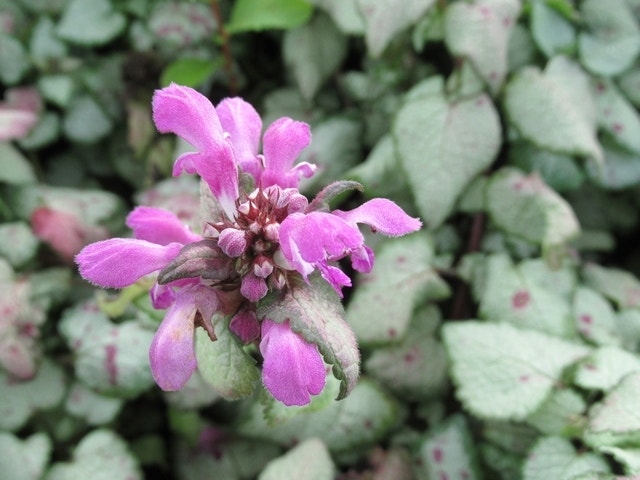  Dovenetel (Lamium Maculatum 'Beacon Silver')