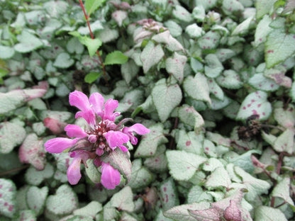 Dovenetel (Lamium Maculatum 'Beacon Silver')