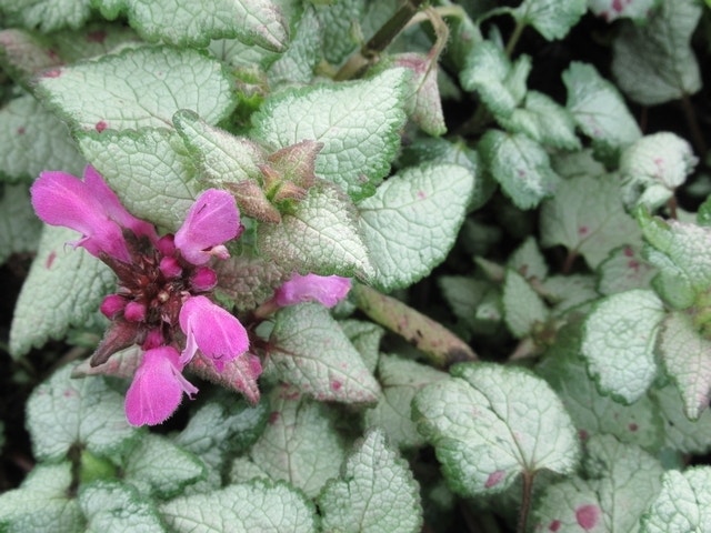  Dovenetel (Lamium Maculatum 'Beacon Silver')