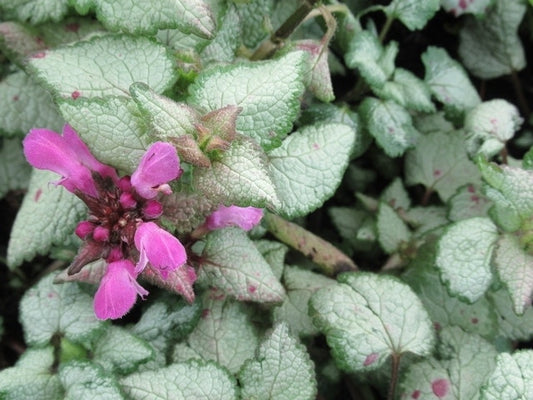  Dovenetel (Lamium Maculatum 'Beacon Silver')