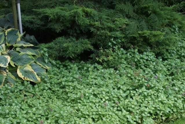  Dovenetel (Lamium Maculatum 'Pink Pewter')
