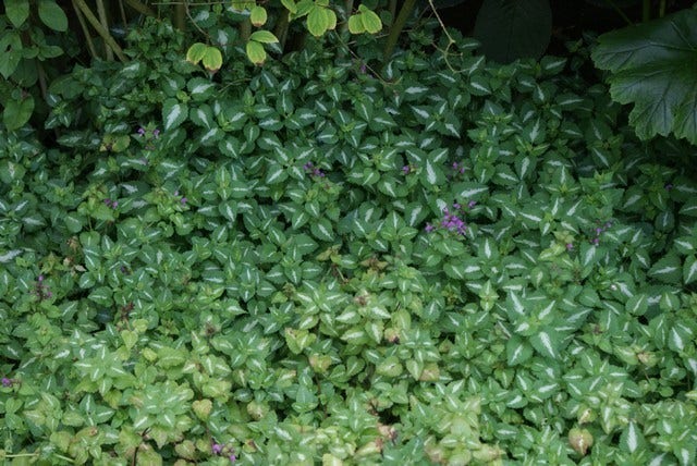  Dovenetel (Lamium Maculatum 'Pink Pewter')
