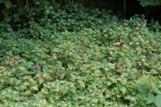  Dovenetel (Lamium Maculatum 'Pink Pewter')