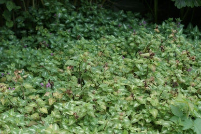  Dovenetel (Lamium Maculatum 'Pink Pewter')