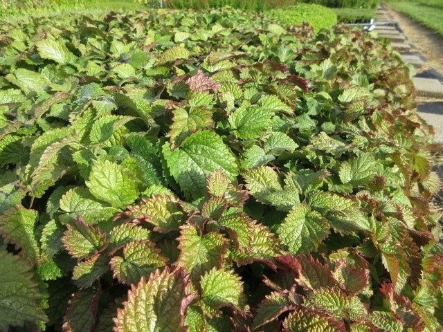  Dovenetel (Lamium Orvala)