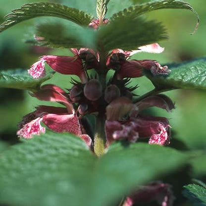  Dovenetel (Lamium Orvala)