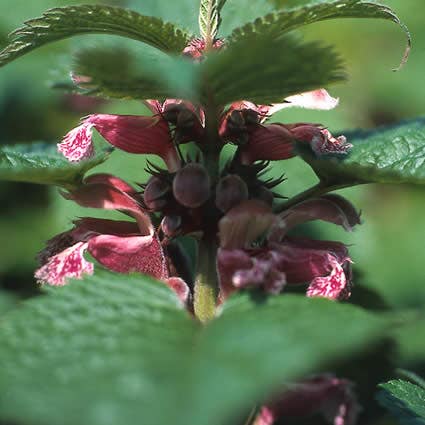  Dovenetel (Lamium Orvala)
