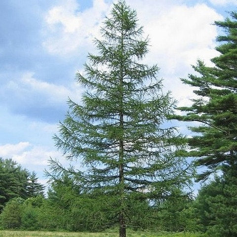  Lariks (Larix Decidua)