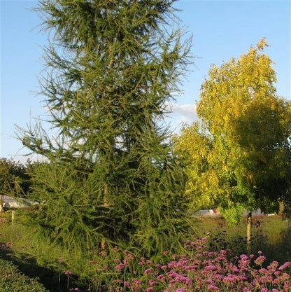  Lariks (Larix Kaempferi)