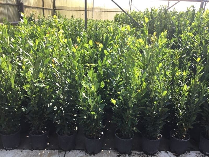  Echte Laurier (Laurus Nobilis)