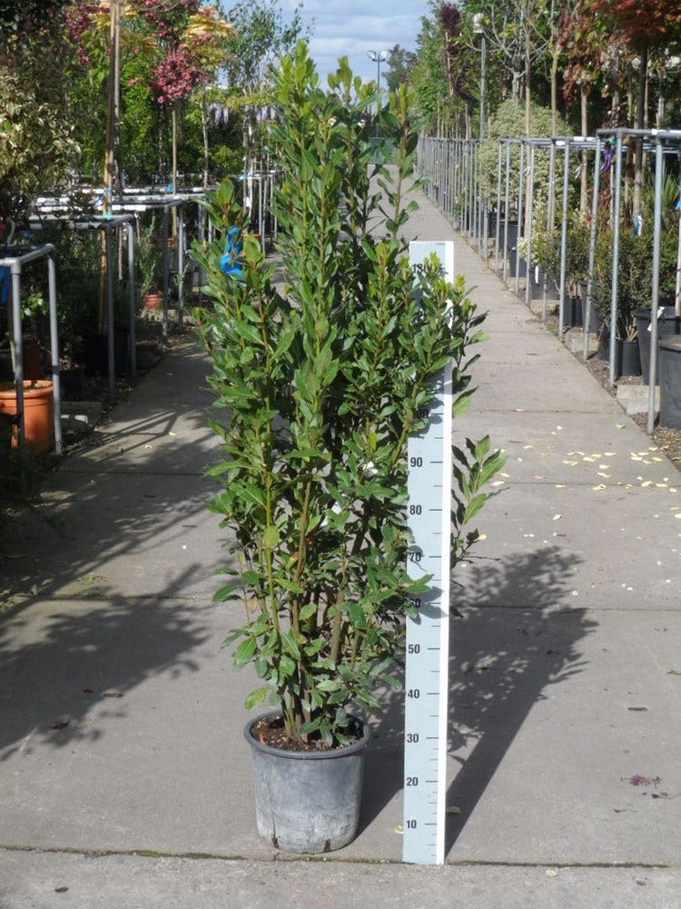  Echte Laurier (Laurus Nobilis)
