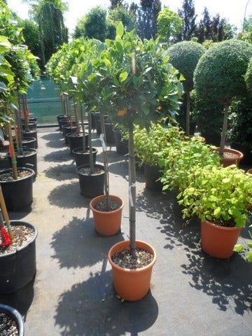  Echte Laurier Als Boom (Laurus Nobilis)
