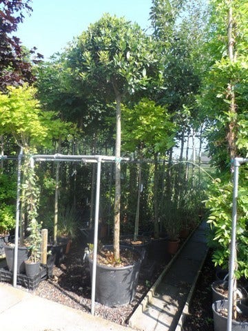  Echte Laurier Als Boom (Laurus Nobilis)