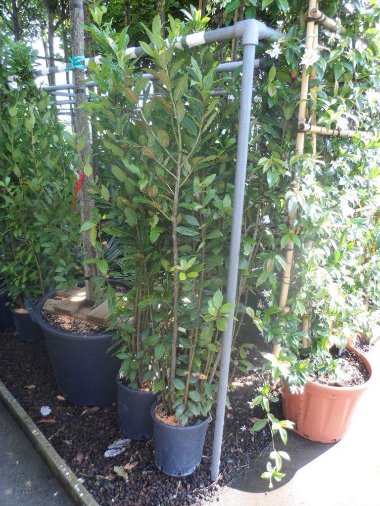  Echte Laurier (Laurus Nobilis)