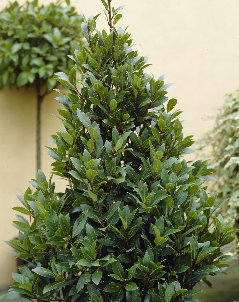  Echte Laurier (Laurus Nobilis)
