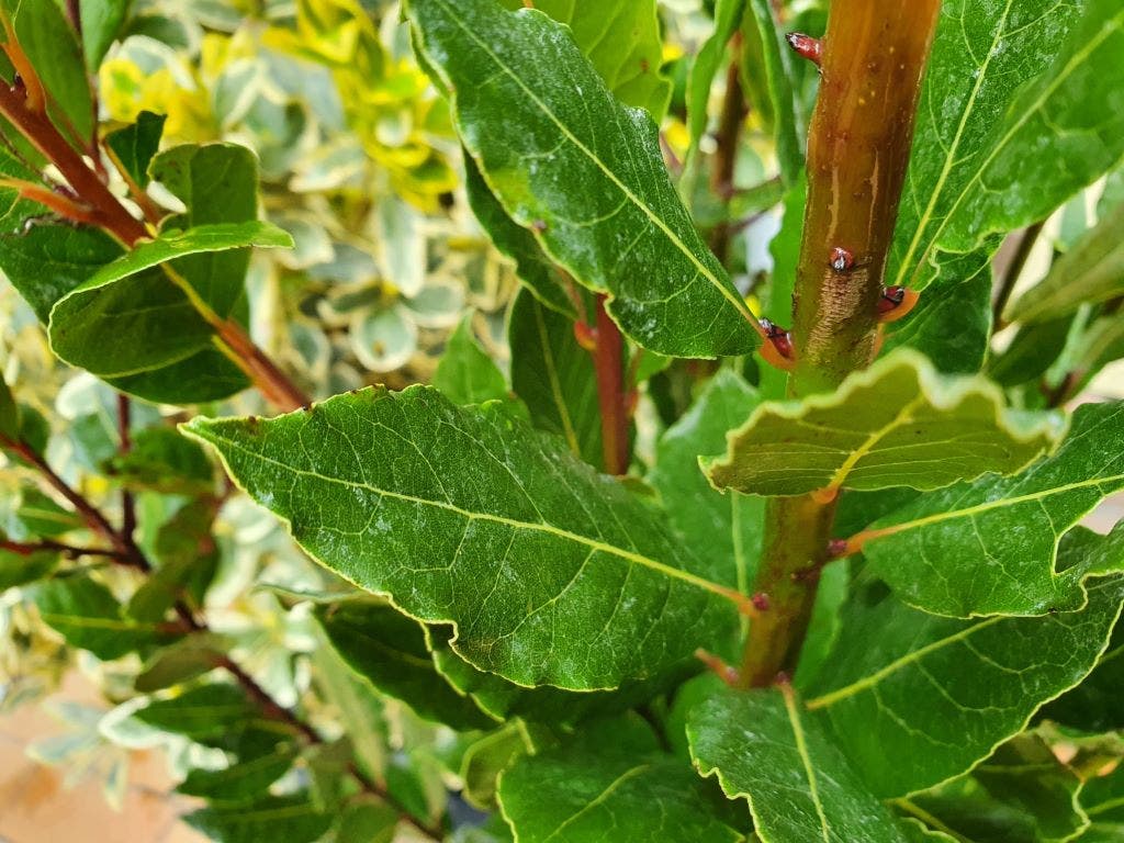  Echte Laurier (Laurus Nobilis)
