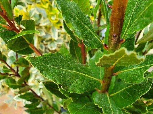  Echte Laurier (Laurus Nobilis)