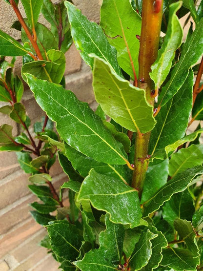  Echte Laurier (Laurus Nobilis)