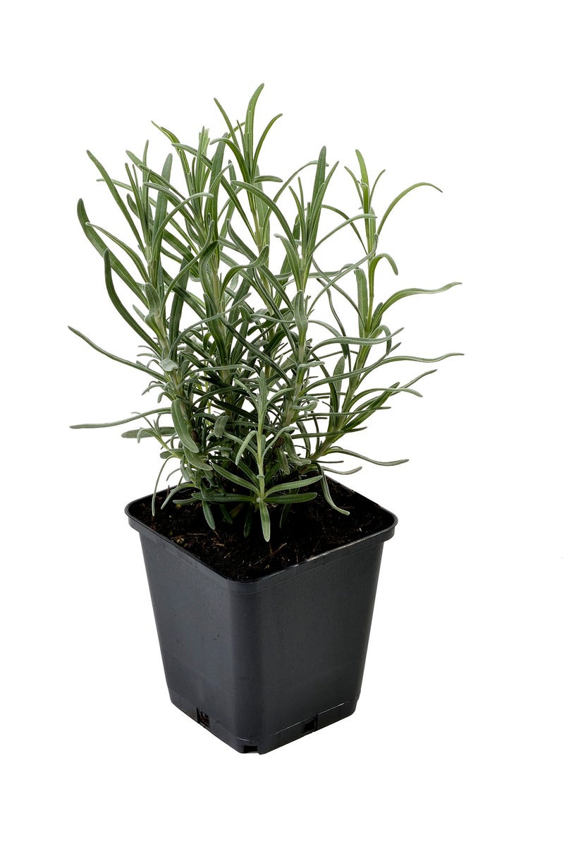  Lavendel (Lavandula Angustifolia 'Munstead')