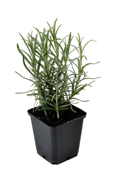  Lavendel (Lavandula Angustifolia 'Munstead')