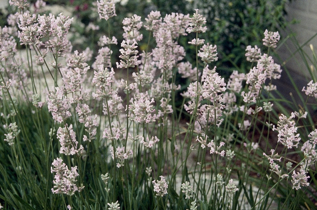  Roze Lavendel (Lavandula Angustifolia 'Rosea')