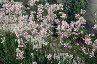  Roze Lavendel (Lavandula Angustifolia 'Rosea')