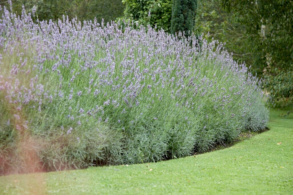  Lavendel Grosso (Lavandula Intermedia 'Grosso')