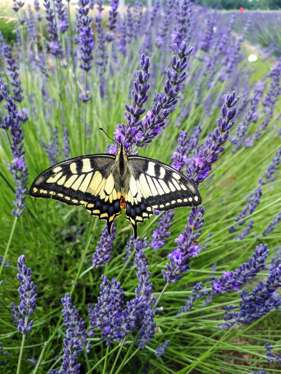  Lavendel (Lavandula Intermedia 'Phenomenal'')