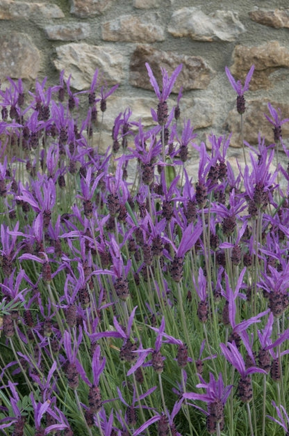  Vlinderlavendel (Lavandula Stoechas Pedunculata)