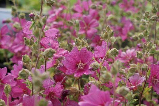  Struikmalva (Lavatera 'Burgundy Wine')