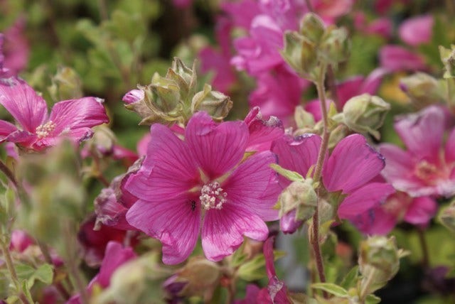  Struikmalva (Lavatera 'Burgundy Wine')