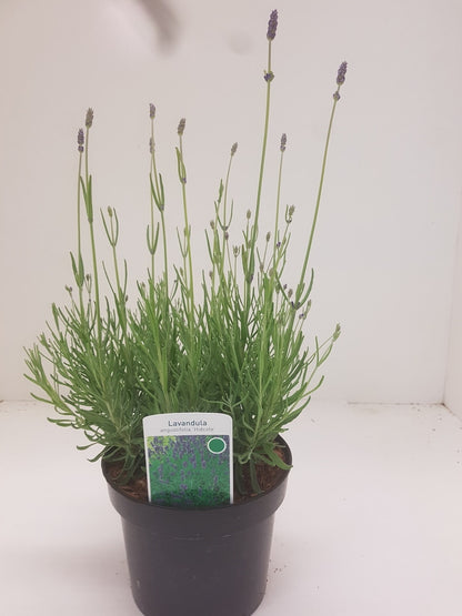 Lavendel (Lavandula Angustifolia 'Hidcote')