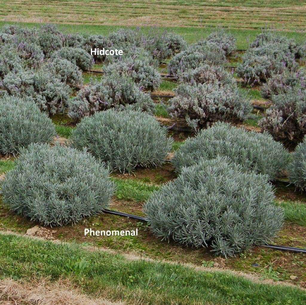  Lavendel (Lavandula Intermedia 'Phenomenal'')
