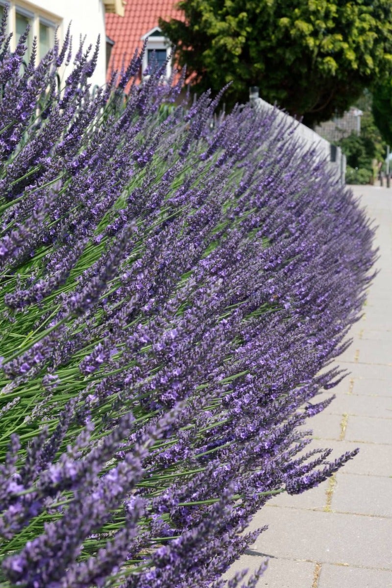  Lavendel (Lavandula Intermedia 'Phenomenal'')