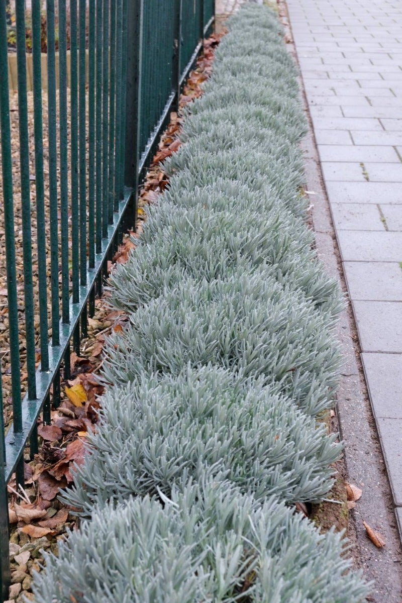  Lavendel (Lavandula Intermedia 'Phenomenal'')
