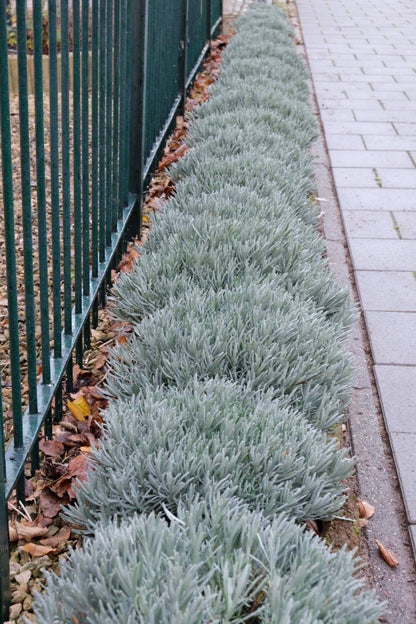  Lavendel (Lavandula Intermedia 'Phenomenal'')