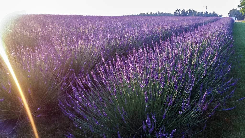  Lavendel (Lavandula Intermedia 'Phenomenal'')