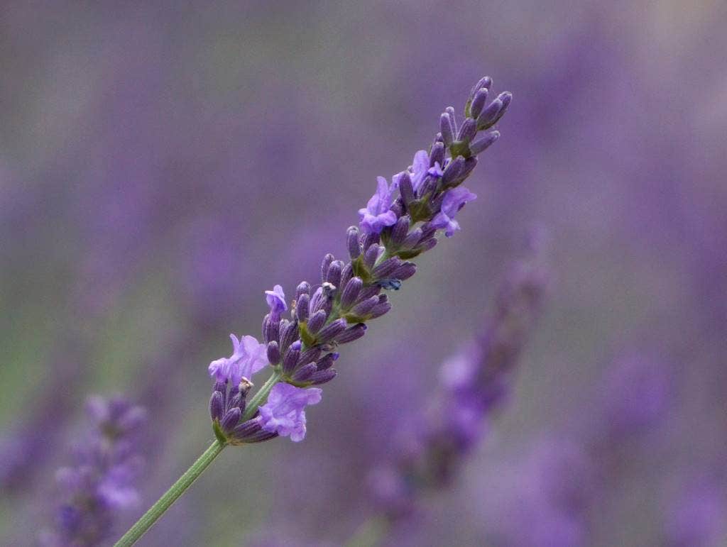 Lavendel (Lavandula Intermedia 'Phenomenal'')