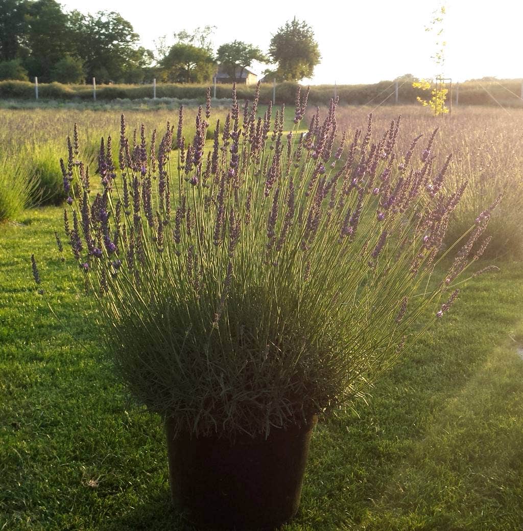  Lavendel (Lavandula Intermedia 'Phenomenal'')