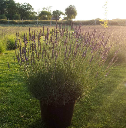  Lavendel (Lavandula Intermedia 'Phenomenal'')