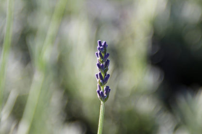  Lavendel (Lavandula 'Richard Gray')