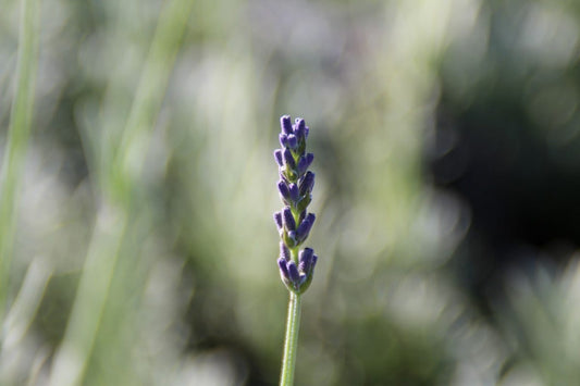  Lavendel (Lavandula 'Richard Gray')