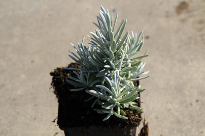  Lavendel (Lavandula 'Richard Gray')