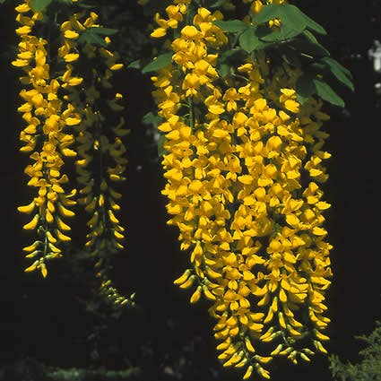  Gouden Regen, Struik (Laburnum Watereri 'Vossii')