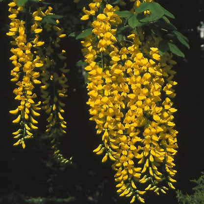  Gouden Regen, Struik (Laburnum Watereri 'Vossii')