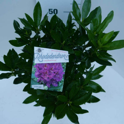  Rhododendron (Rhododendron 'Lee's Dark Purple')