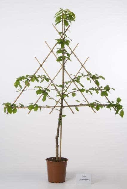  Lei-Kers (Prunus Cerasus 'Morel')