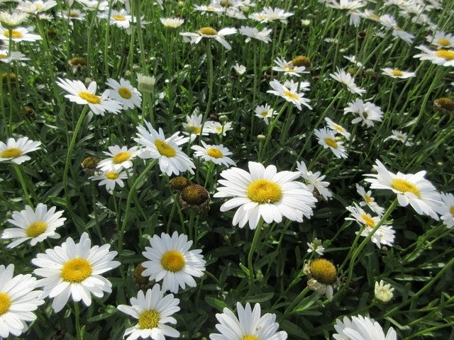  Herfstmagriet (Leucanthemum 'Becky')