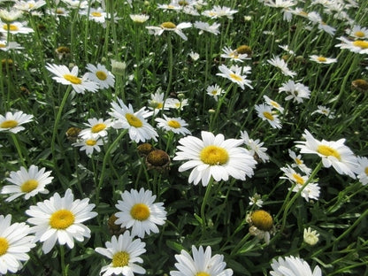  Herfstmagriet (Leucanthemum 'Becky')