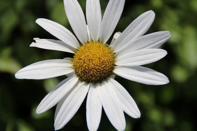  Herfstmagriet (Leucanthemum 'Becky')